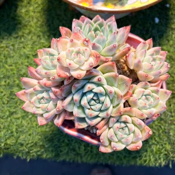 325. 阿尔巴佳人