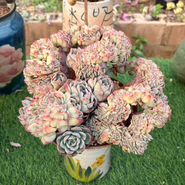 300. 莎莎女王缀