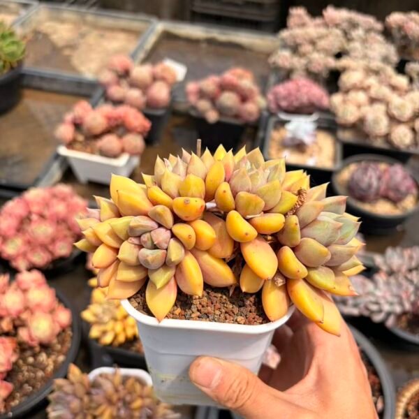 193. 黄金象牙朵朵缀