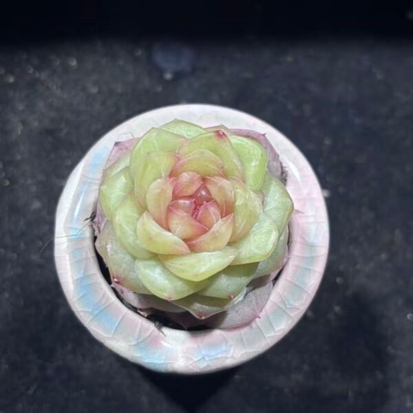 129. 王铁锤糖心