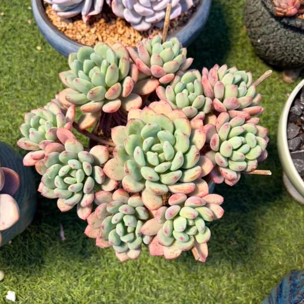 328. 萨尔维娜公主