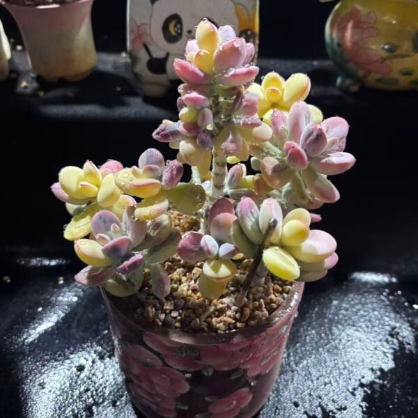 132. 乒乓福娘锦