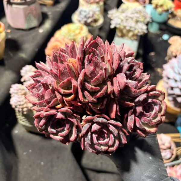 177.溜溜球朵朵缀