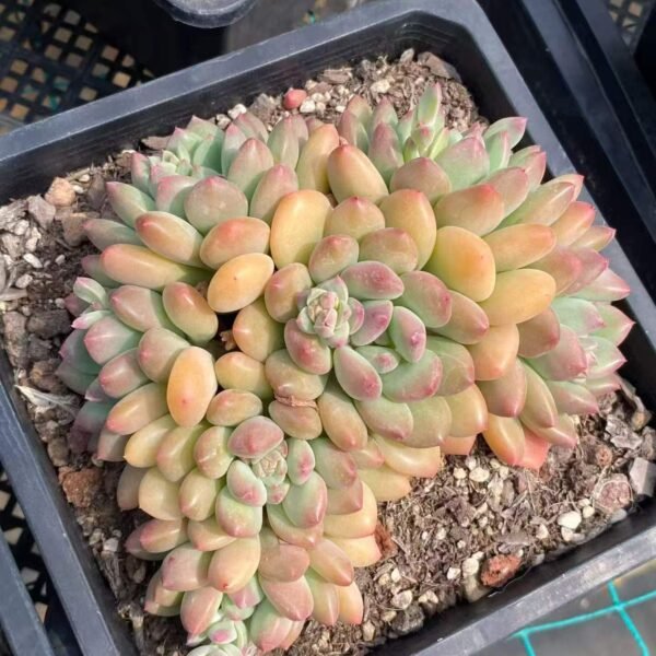 034. 塞尔达殿下