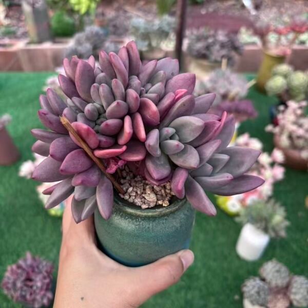 289.桃花源朵朵缀