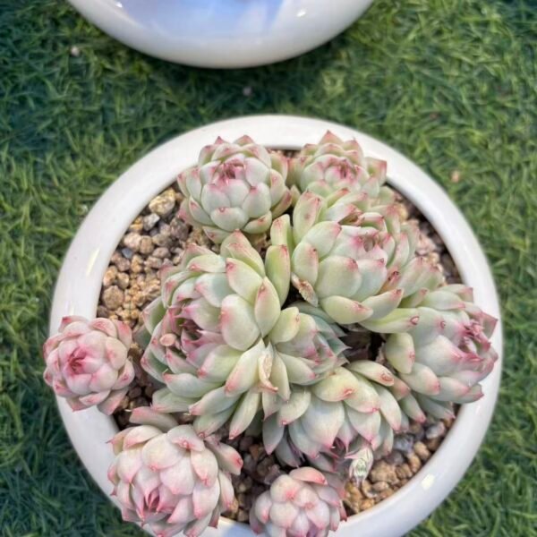 263. 冰月公主锦