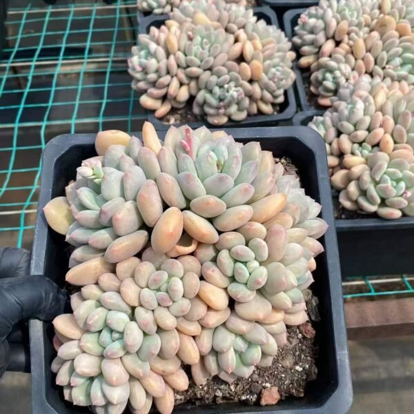 032. 塞尔达公主