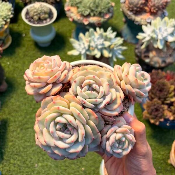 315.吉娃娃橙梦露杂